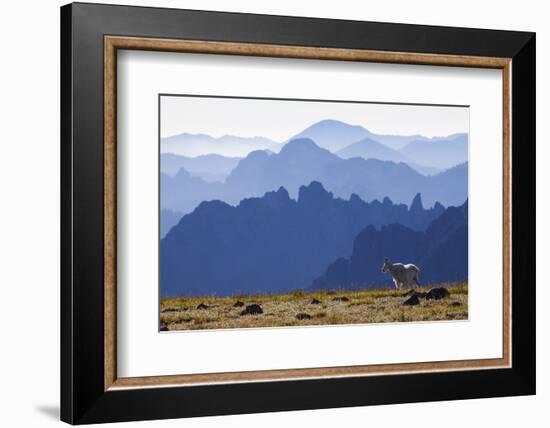 Mountain Goat, Cascade Mountain Range-Ken Archer-Framed Photographic Print