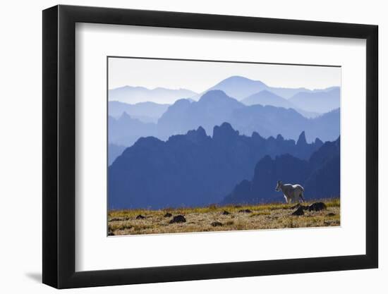 Mountain Goat, Cascade Mountain Range-Ken Archer-Framed Photographic Print