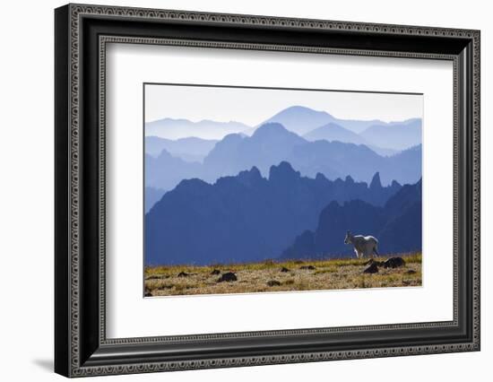 Mountain Goat, Cascade Mountain Range-Ken Archer-Framed Photographic Print