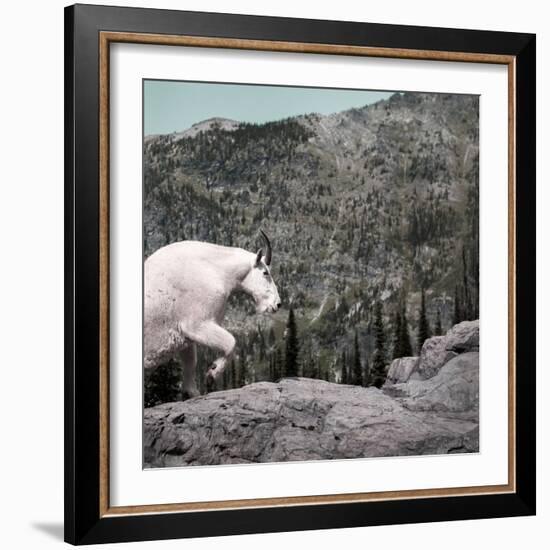 Mountain Goat Climbing Rocks in Glacier National Park, Montana-James White-Framed Photographic Print