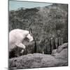 Mountain Goat Climbing Rocks in Glacier National Park, Montana-James White-Mounted Photographic Print