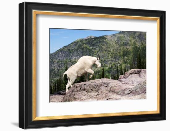 Mountain Goat Climbing Rocks in Glacier National Park, Montana-James White-Framed Photographic Print