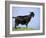 Mountain Goat, Corsica, France-Michael Busselle-Framed Photographic Print