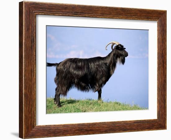 Mountain Goat, Corsica, France-Michael Busselle-Framed Photographic Print