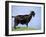 Mountain Goat, Corsica, France-Michael Busselle-Framed Photographic Print