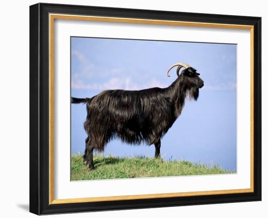 Mountain Goat, Corsica, France-Michael Busselle-Framed Photographic Print