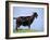 Mountain Goat, Corsica, France-Michael Busselle-Framed Photographic Print