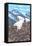 Mountain Goat Family-Lantern Press-Framed Stretched Canvas