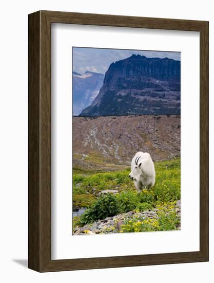 Mountain Goat Feeding , Glacier NP, UNESCO Near Kalispell, Montana-Howie Garber-Framed Photographic Print