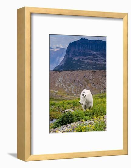 Mountain Goat Feeding , Glacier NP, UNESCO Near Kalispell, Montana-Howie Garber-Framed Photographic Print