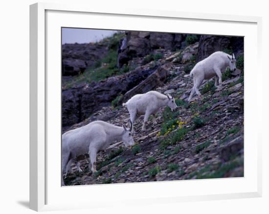 Mountain Goat, Glacier National Park, Montana, USA-Art Wolfe-Framed Photographic Print