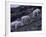 Mountain Goat, Glacier National Park, Montana, USA-Art Wolfe-Framed Photographic Print