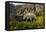 Mountain Goat, Hidden Lake Trail, Glacier NP, Kalispell, Montana-Howie Garber-Framed Premier Image Canvas