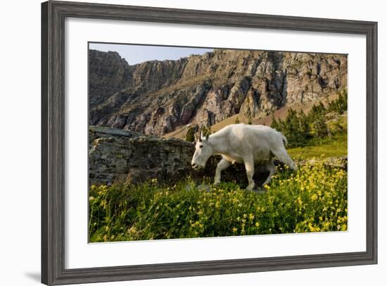 Mountain Goat, Hidden Lake Trail, Glacier NP, Kalispell, Montana-Howie Garber-Framed Photographic Print