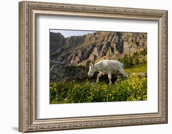 Mountain Goat, Hidden Lake Trail, Glacier NP, Kalispell, Montana-Howie Garber-Framed Photographic Print