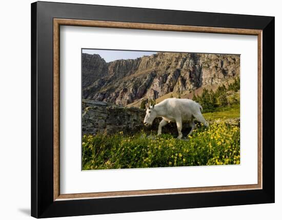 Mountain Goat, Hidden Lake Trail, Glacier NP, Kalispell, Montana-Howie Garber-Framed Photographic Print