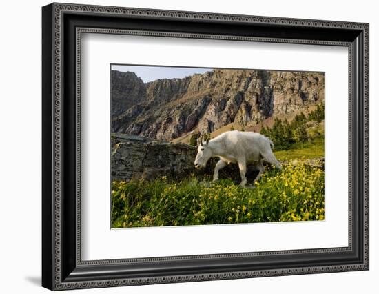 Mountain Goat, Hidden Lake Trail, Glacier NP, Kalispell, Montana-Howie Garber-Framed Photographic Print