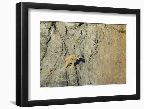 Mountain Goat in its Element at Goat Lick Overlook, Glacier NP, MT-Michael Qualls-Framed Photographic Print