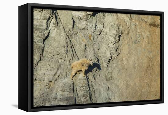 Mountain Goat in its Element at Goat Lick Overlook, Glacier NP, MT-Michael Qualls-Framed Premier Image Canvas