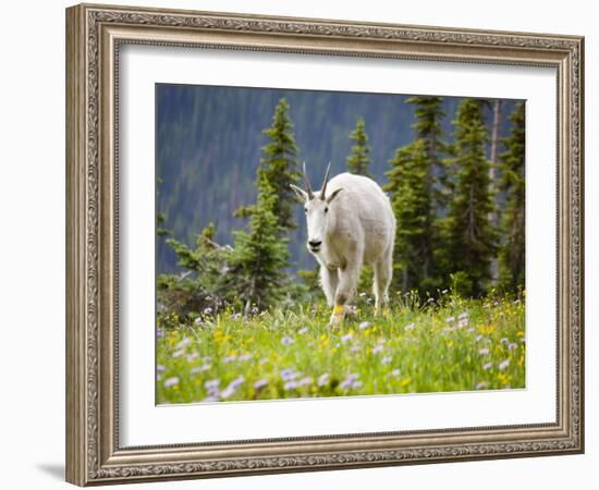 Mountain Goat in Wildflower Meadow, Logan Pass, Glacier National Park, Montana, USA-Jamie & Judy Wild-Framed Photographic Print