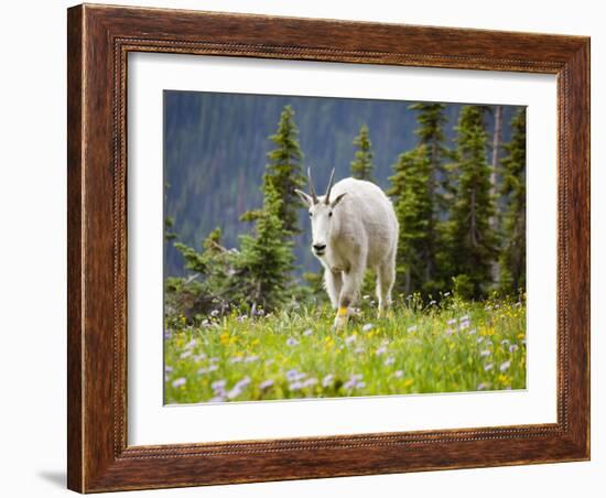 Mountain Goat in Wildflower Meadow, Logan Pass, Glacier National Park, Montana, USA-Jamie & Judy Wild-Framed Photographic Print