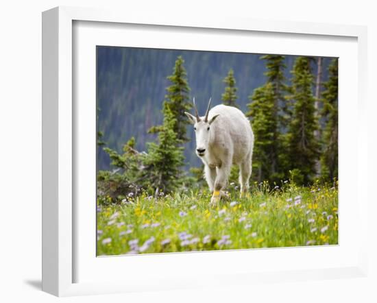 Mountain Goat in Wildflower Meadow, Logan Pass, Glacier National Park, Montana, USA-Jamie & Judy Wild-Framed Photographic Print