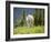 Mountain Goat in Wildflower Meadow, Logan Pass, Glacier National Park, Montana, USA-Jamie & Judy Wild-Framed Photographic Print