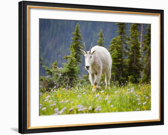 Mountain Goat in Wildflower Meadow, Logan Pass, Glacier National Park, Montana, USA-Jamie & Judy Wild-Framed Photographic Print