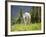 Mountain Goat in Wildflower Meadow, Logan Pass, Glacier National Park, Montana, USA-Jamie & Judy Wild-Framed Photographic Print