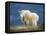 Mountain Goat, Jasper National Park, Alberta, Canada-Larry Ditto-Framed Premier Image Canvas