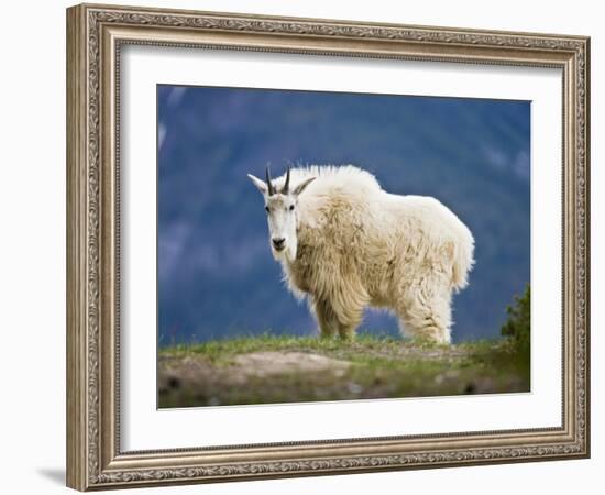 Mountain Goat, Jasper National Park, Alberta, Canada-Larry Ditto-Framed Photographic Print