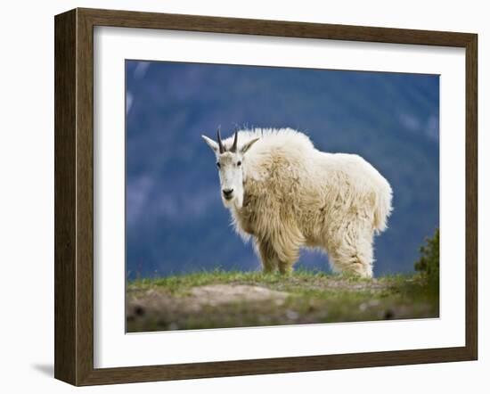 Mountain Goat, Jasper National Park, Alberta, Canada-Larry Ditto-Framed Photographic Print