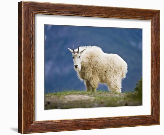 Mountain Goat, Jasper National Park, Alberta, Canada-Larry Ditto-Framed Photographic Print