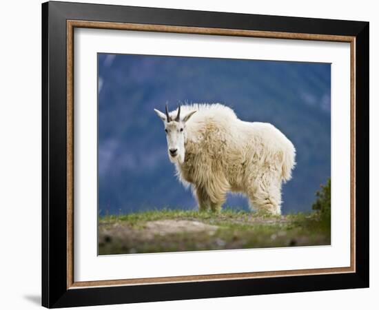 Mountain Goat, Jasper National Park, Alberta, Canada-Larry Ditto-Framed Photographic Print