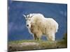 Mountain Goat, Jasper National Park, Alberta, Canada-Larry Ditto-Mounted Photographic Print