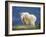 Mountain Goat, Jasper National Park, Alberta, Canada-Larry Ditto-Framed Photographic Print