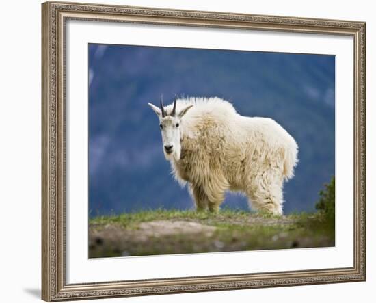 Mountain Goat, Jasper National Park, Alberta, Canada-Larry Ditto-Framed Photographic Print