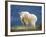 Mountain Goat, Jasper National Park, Alberta, Canada-Larry Ditto-Framed Photographic Print