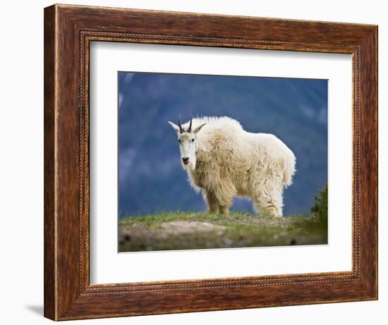 Mountain Goat, Jasper National Park, Alberta, Canada-Larry Ditto-Framed Photographic Print