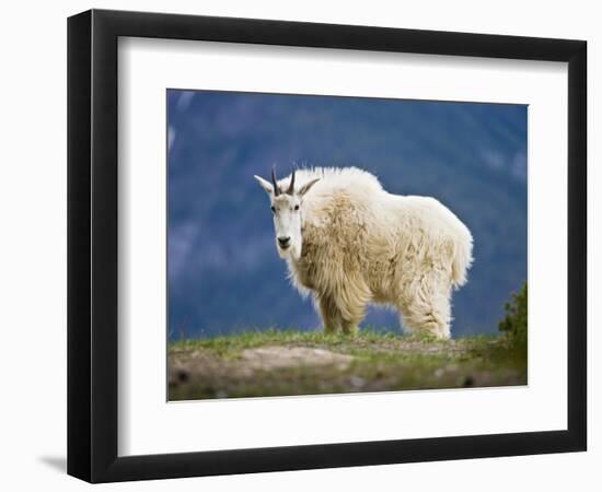 Mountain Goat, Jasper National Park, Alberta, Canada-Larry Ditto-Framed Photographic Print