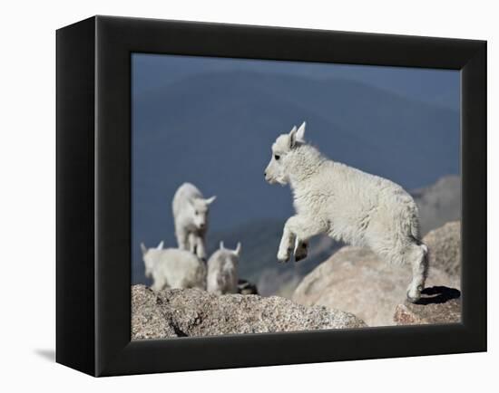 Mountain Goat Kid Jumping, Mt Evans, Arapaho-Roosevelt Nat'l Forest, Colorado, USA-James Hager-Framed Premier Image Canvas