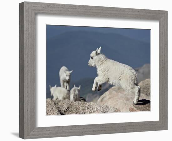 Mountain Goat Kid Jumping, Mt Evans, Arapaho-Roosevelt Nat'l Forest, Colorado, USA-James Hager-Framed Photographic Print