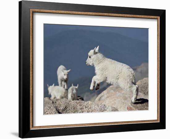 Mountain Goat Kid Jumping, Mt Evans, Arapaho-Roosevelt Nat'l Forest, Colorado, USA-James Hager-Framed Photographic Print