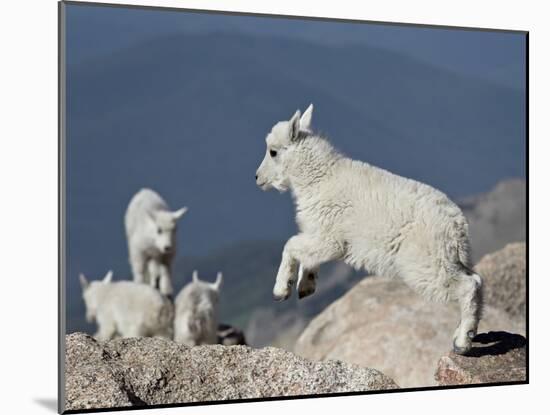 Mountain Goat Kid Jumping, Mt Evans, Arapaho-Roosevelt Nat'l Forest, Colorado, USA-James Hager-Mounted Photographic Print