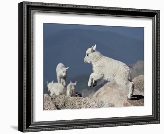 Mountain Goat Kid Jumping, Mt Evans, Arapaho-Roosevelt Nat'l Forest, Colorado, USA-James Hager-Framed Photographic Print