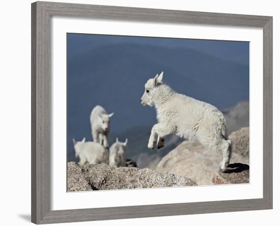 Mountain Goat Kid Jumping, Mt Evans, Arapaho-Roosevelt Nat'l Forest, Colorado, USA-James Hager-Framed Photographic Print