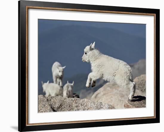 Mountain Goat Kid Jumping, Mt Evans, Arapaho-Roosevelt Nat'l Forest, Colorado, USA-James Hager-Framed Photographic Print