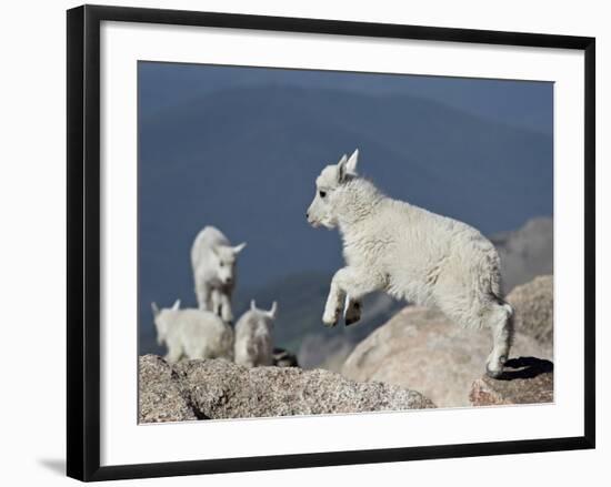 Mountain Goat Kid Jumping, Mt Evans, Arapaho-Roosevelt Nat'l Forest, Colorado, USA-James Hager-Framed Photographic Print