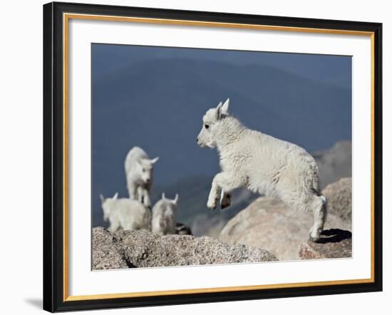 Mountain Goat Kid Jumping, Mt Evans, Arapaho-Roosevelt Nat'l Forest, Colorado, USA-James Hager-Framed Photographic Print