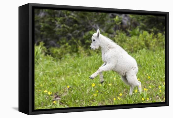 Mountain Goat Kid Kicks Up His Heels in Glacier National Park, Montana, USA-Chuck Haney-Framed Premier Image Canvas